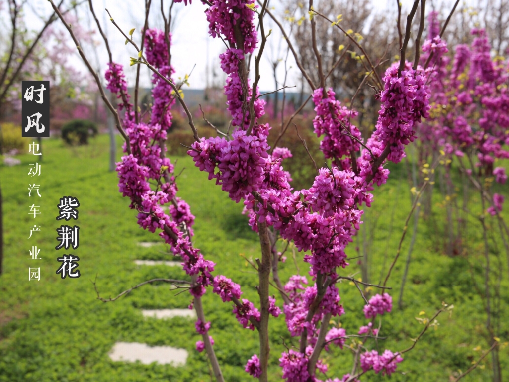 熊猫体育电动产业园紫荆花